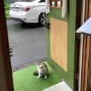 송스시 네이버블로그