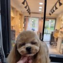 honapet(호나펫) 이미지