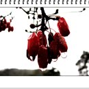 닭실마을 이미지