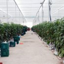 효자농장 이미지