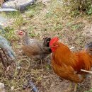 섬강농원 이미지