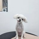 붕가붕가샵 이미지