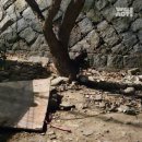 익산시황등보건지소 | '벌건 대낮의 개 도살 사건'이 보여준 한국 동물보호 체계의 민낯[이형주의 동물복지 이야기]