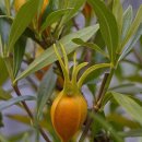 용담광택 이미지