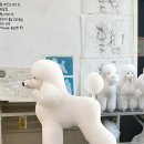 풋라인 | 램클립이란? 푸들 램클립 실습 후기 | 균형감 있는 실루엣 만들기