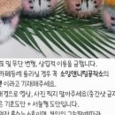 도그니팅