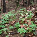 푸른농장B 이미지