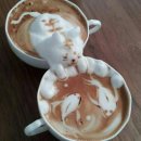 캣푸치노 이미지