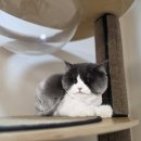 동물보육원 김포지부 이미지