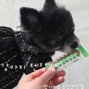 덴탈톡 | 강아지치석 덴탈껌 엔자이츄 츄잉 강아지 간식 후기