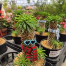 광이농장 | 전주 효자동 에테르 식물농장 방문후기 식물카페