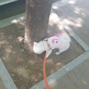 이쁘개 해줄개 네이버블로그