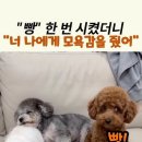 "빵"한 번 시켰더니 "너 나에게 모욕감을 줬어" 이미지