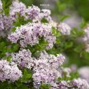 향기4로+향기5로 이미지