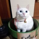 코아루아파트 뒤 Daum카페