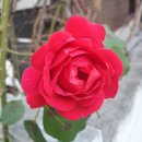 삼성기공사 이미지