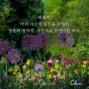 메라키