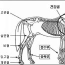 견파행(肩跛行)(SHOULDER LAMENESS) 이미지