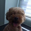 샵댕댕댕 이미지