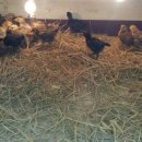 석지농장2 이미지