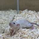 로던트 클럽 이미지