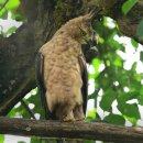 (외국의 새) 자바뿔매(Javan hawk eagle) 이미지
