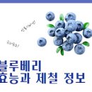 안토시아닌이 풍부한 블루베리 블루베리 칼로리 섭취량 이미지