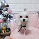 두리애견용품 이미지