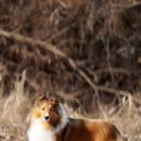 골든베릴셀티 이미지