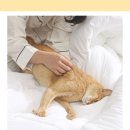 냥냥펀치 이미지