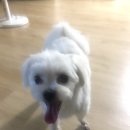 이쁜 똥강아지 이미지