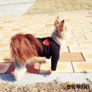 스타일나개 | 핸드메이드 애견 옷 후기(스타일나개 + 제이독 + 메리로즈)