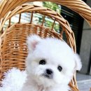플레이독 네이버블로그
