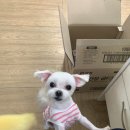 송댕송댕 이미지