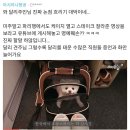 달리 견주 인스타 입장문 업데이트 (esa 제도 ) +블라인드 반박댓글 이미지