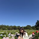(주)레드캡투어 | 제주 렌트카 예약 카모아 제주도 렌트카 추천