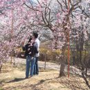 왕인박사 유적지 벚꽃 23.3.31일 이미지