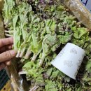 [ 오늘 발송 ] 시골 맛 그대로 .. 쫑상추 2키로 14,000원 무료배송 이미지