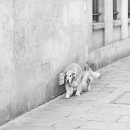 도시 강아지 이미지