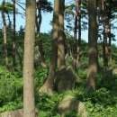 영광 성산리 지석묘군 이미지