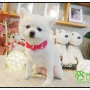 개스트 그루밍 이미지