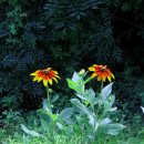 솔모랫길 이미지