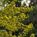 6월에 모감주나무의 작은꽃 향기. 이미지