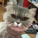 캣데이 | [부천/인천]고양이 무마취미용 캣데이후기.n번차 미용에 강아지처럼 미용받는 냥이.반려묘 미용은 어디...