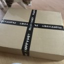 피펫 | 플러피펫 숨바꼭질 매트 내돈내산 후기