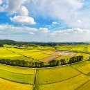 황금들녁 이미지