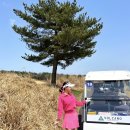 제주 골프 여행사 핑골 골프장 예약, 부킹 제주도 골프여행 이용 후기