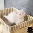 도봉-도봉-서울도봉-2428 | 강남고양이분양 엑죠틱 분양은 캣통령에서!