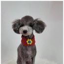 오도DOG 펫살롱 네이버블로그