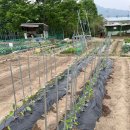 고산농장 | 의정부 주말농장 고산주말농장 후기(가격,위치 등등)